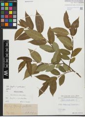Foto von Salix fragilis L. x Salix pentandra L.